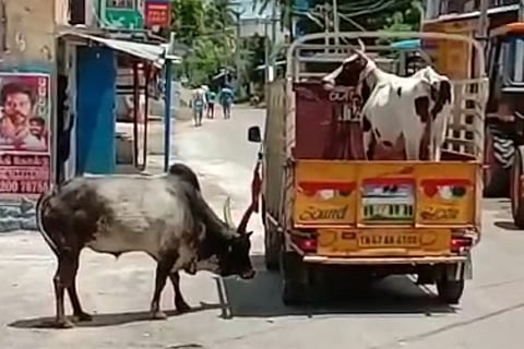Watch: Manjamalai protested because Lakshmi was taken away. He's a bull, she's a cow