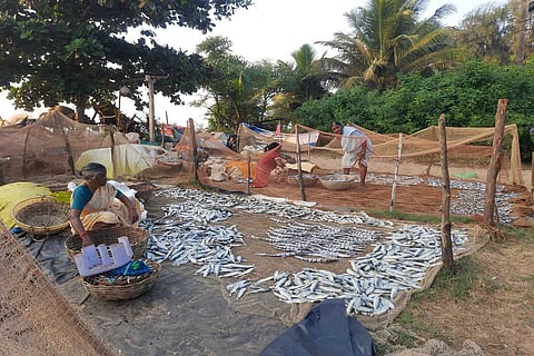 Fisherwomen engaged in salting and drying of fish squeezed between the Tagore beach and a resort in Karwar.
