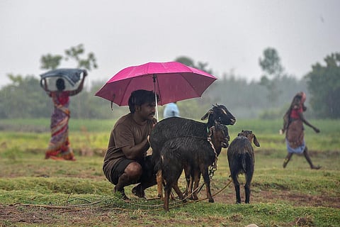 Man crouches with a pink umbrella, holding it over his goats