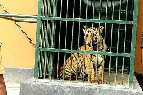 Tiger cub Mangala