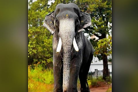 Mangalamkunnu Karnan