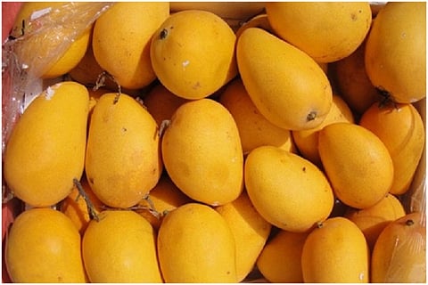 Alphonso is awesome but Banganapalli is brilliant: 5 south Indian mango varieties you must try