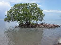 Indonesia's vast mangroves are a treasure worth saving