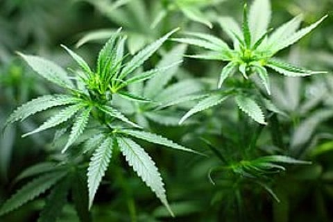 Microsoft is entering the marijuana business with its tech