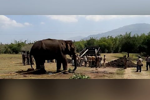 The 40-year-old elephant