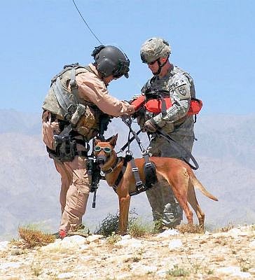 Pentagon thinks military dogs are just “equipment”; can be left behind