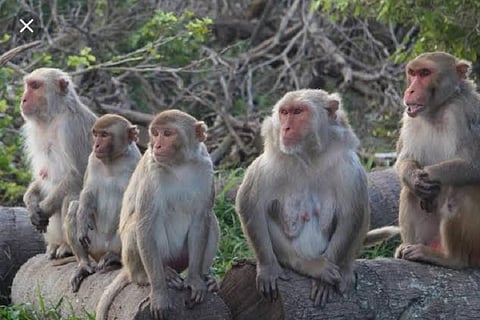 Bonnet Macaques