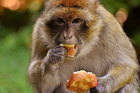 The three men were arrested for the torture and killing of the Monkey and late released on bail. 