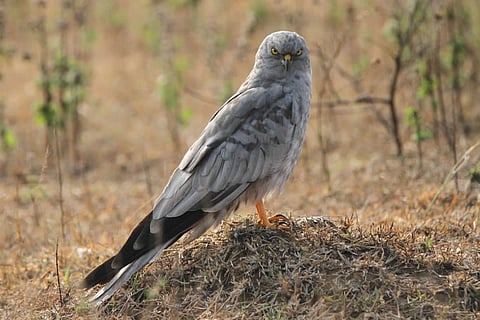 Montagu’s Harrier
