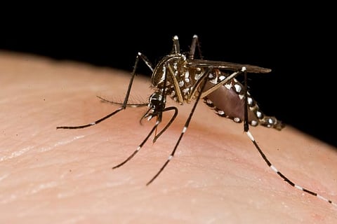Mosquito 