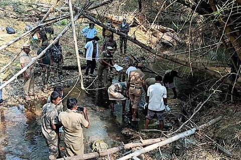 Mudumalai Tiger Reserve 