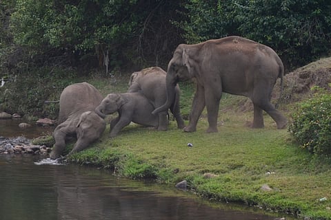 Why wild animals in Munnar are venturing out onto streets during the lockdown