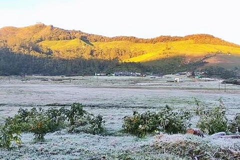 Frost in Munnar