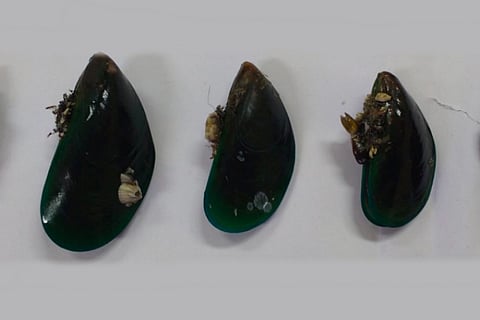 Microplastics dumped in the sea are ending up inside mussels on Chennai coast