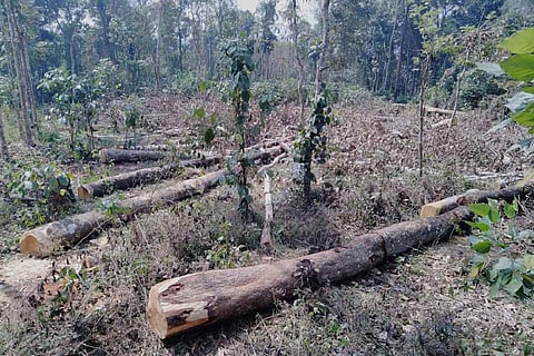 Rosewood trees