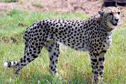 Cheetah