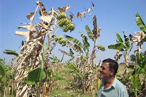 Why cultivation of Karnataka’s GI-tagged Nanjangud rasabale banana has declined