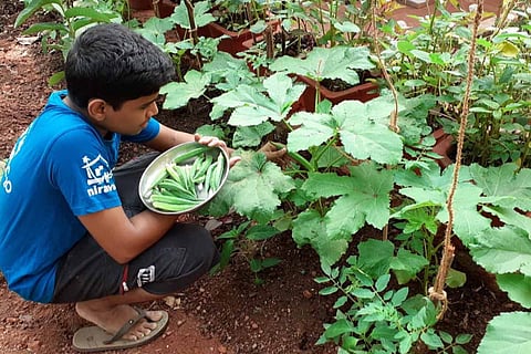 How Kerala’s self-sustaining agro-communities are powering through lockdown