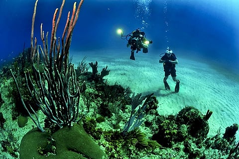 11 facts about our mysterious oceans and marine life