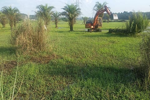 Oil palms being felled at Kanakkary in Kottayam