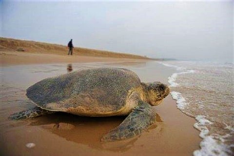 Chennai: Expert says relocation of dogs to protect turtles would worsen situation 
