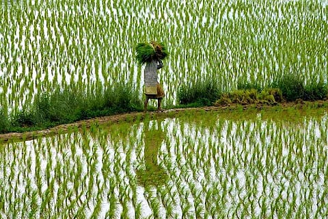 Paddy field