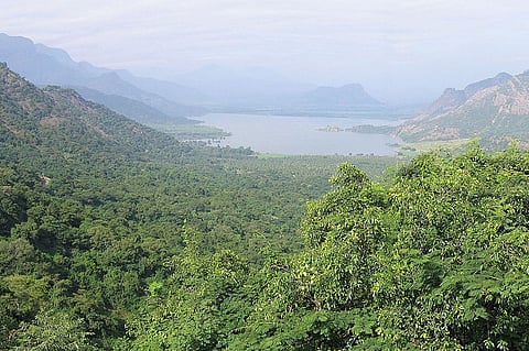 The flora of Palani hills, and the threats they face from human onslaught