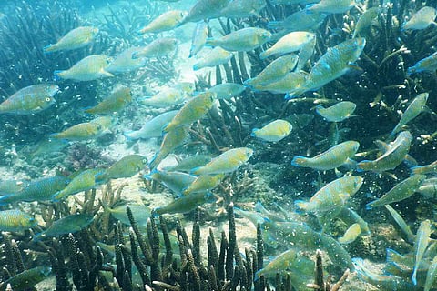 Parrot Fish