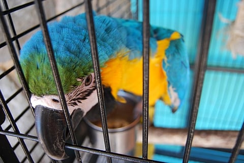 Trading in extinction: How the pet trade is killing off many animal species