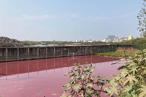 Water in the lake adjoining Perungudi landfill has turned pink