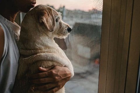 Pets representative image
