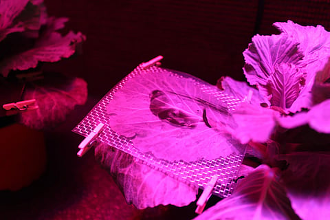 Photosynthegraph by artist Yoko Shimizu 