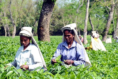 Representative image of women in tea estates 