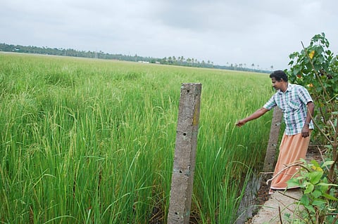 Man wearing a blue shirt and orange veshti next to a green paddy field