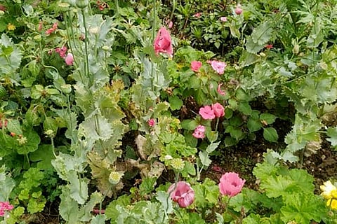 Poppy plants seized in Munnar
