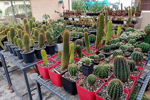 Cactus collection