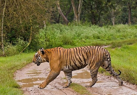 Was a 14-year-old tiger in Bandipur killed by poachers? Officials maintain it was natural death