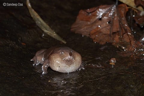 Meet Maveli: Will this pig-nosed frog become Kerala’s state amphibian?