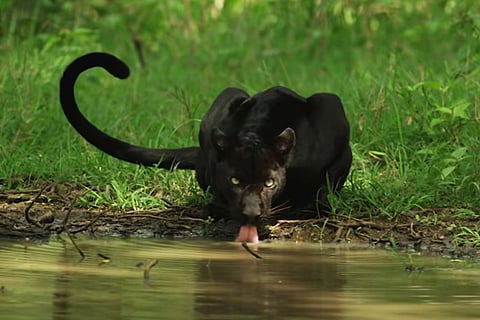 Blackpanther