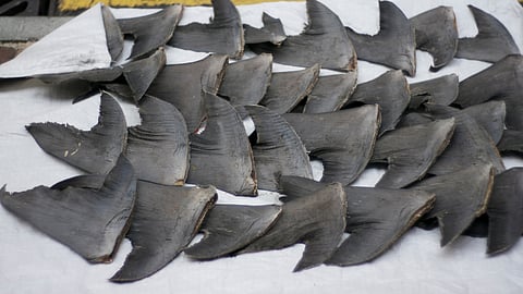 Humane Society International, India,  urges Indian airlines to stop shipping shark fins