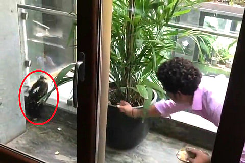 Watch: Sachin Tendulkar helps injured kite, bats for kindness to birds and animals
