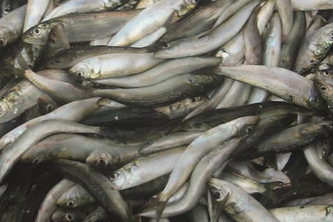 Oil sardine on path of revival in Kerala coast but experts advise caution