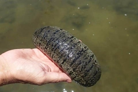 TN Marine Police seize 550 kg Sea Cucumber