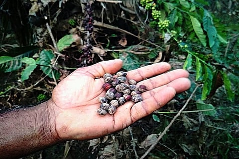 Destroyed crops, low compensation: Wayanad’s agriculture is at the brink of collapse 