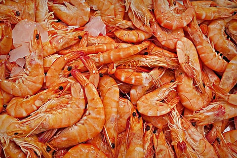 COVID-19 lockdown hits Andhra Pradesh's aquaculture sector hard