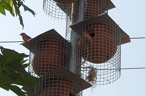 Kerala institute starts ‘Back to Nest’ initiative to conserve house sparrows 