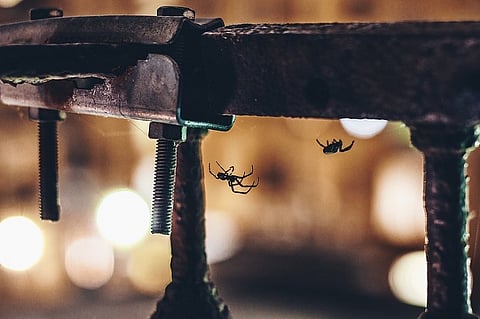 Should I kill spiders in my home? An entomologist explains why not to