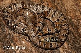Sri Lankan flying snake endemic to Sri Lanka sighted in Andhra - first time outside Sri Lanka