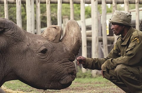 World's last male northern white rhino dies in Kenya