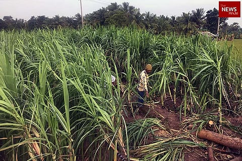 Union govt hikes FRP of sugarcane to Rs 340 per quintal amid farmers’ protests